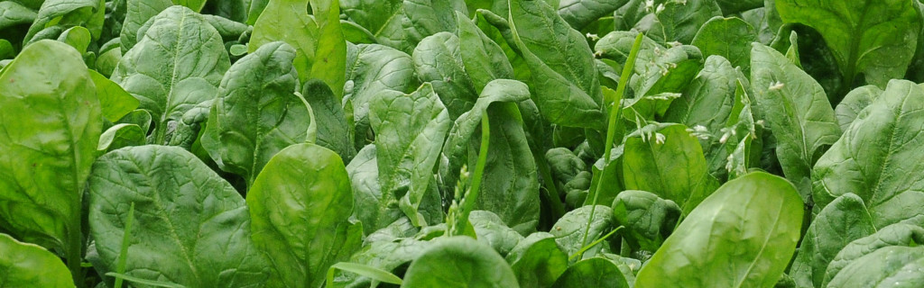 spinach-large - Paleo Gardening