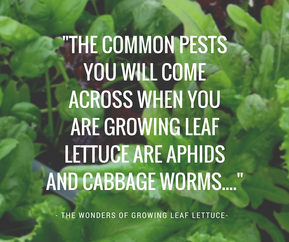 Pests Leaf Lettuce