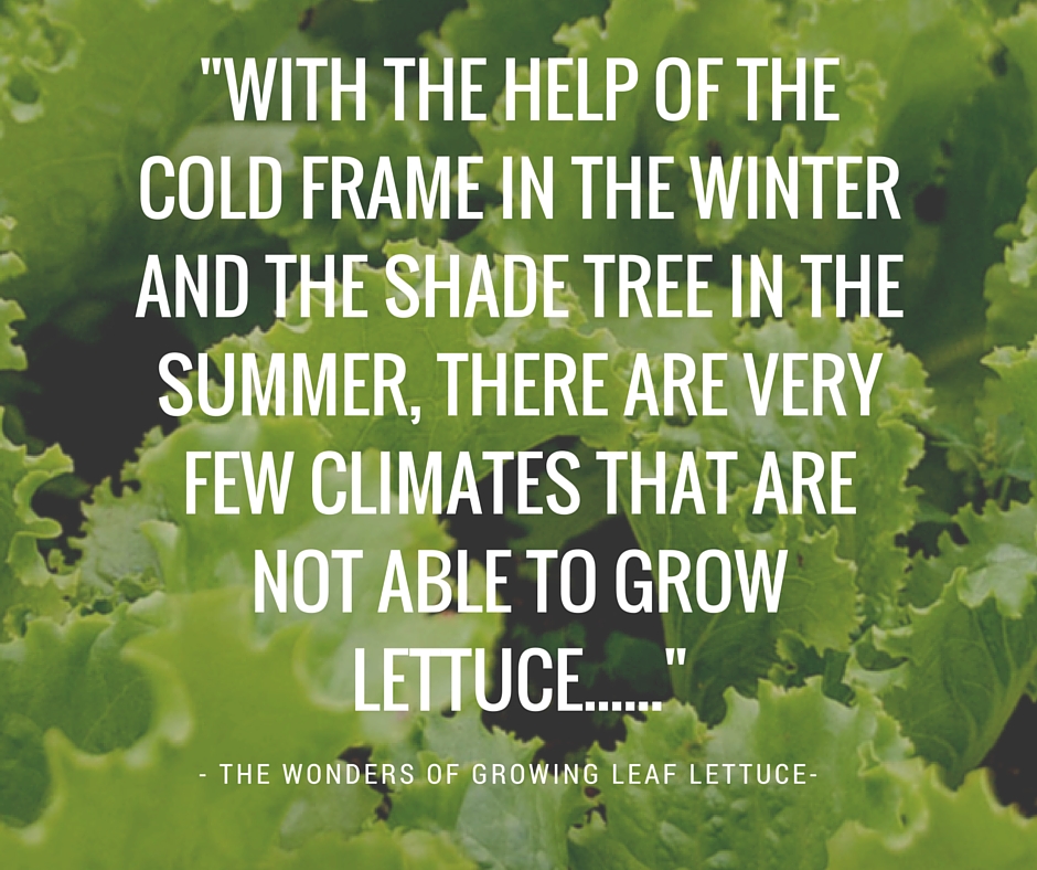 leaf-lettuce-grow