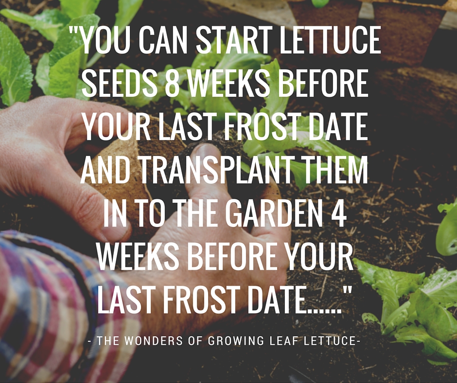 start-leaf-lettuce