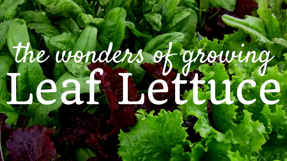 Eat Your Leafy Greens -The Wonders of Growing Leaf Lettuce
