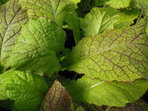 Red Giant Mustard Green