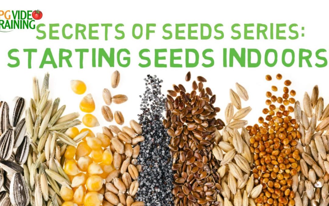 Starting Seeds Indoors – Secret of Seeds Series
