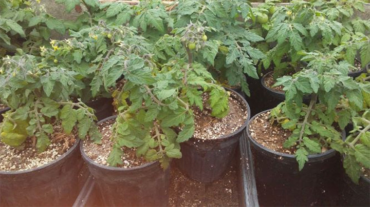 Garden Experts tomatoes image
